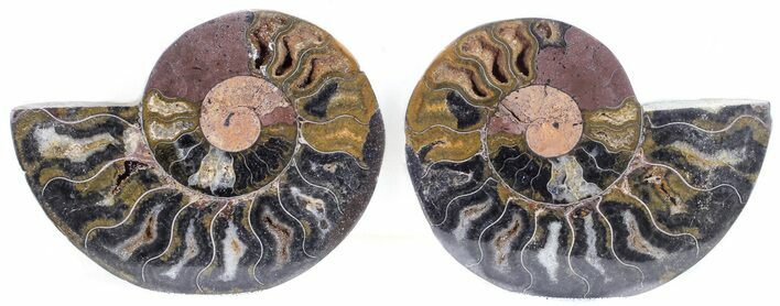 Split Black/Orange Ammonite Pair - Unusual Coloration #55573